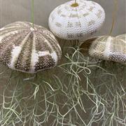 Jellyfish Air Plants