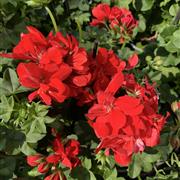 10 Red Double Trailing Geraniums 