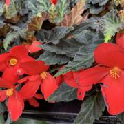 6 Red Begonia Plants