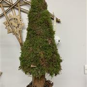 Forest Moss Tree