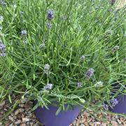 XL Lavender Plant