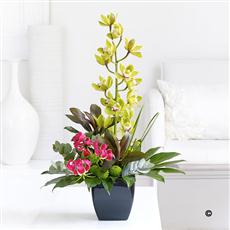 Luxury Orchid  Arrangement