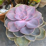 Pink Succulent plant