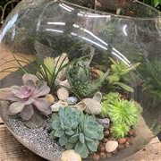 Globe Plant Terrarium 
