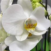 White Orchid Growing Plant