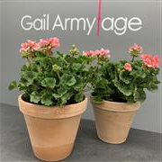 Geranium Patio Pot Pink