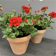 Geranium Patio Pot Red