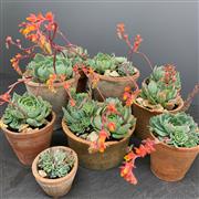 Sedum Selection
