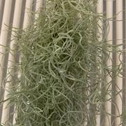 Tillandsia hanging Spanish moss