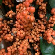 Extra berries