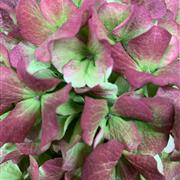 2 Hydrangea Heads