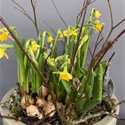 Scented Spring Bulb Garden