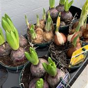 Spring Bulb Mix
