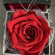 Red preserved Rose