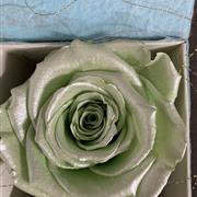 Mint Green Preserved Rose