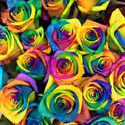 Rainbow Roses