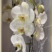Luxury Orchid Plant Gift Box