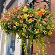 Summer Hanging Basket 