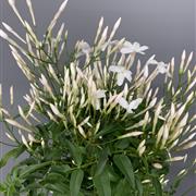 Pyramid Sweet Scented Jasmine Plant 