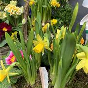 Hello Spring Planted Basket