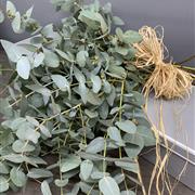 Natural Large Eucalyptus Bunch