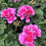 10 Pink Geraniums