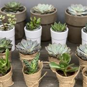 Succulent collector gift
