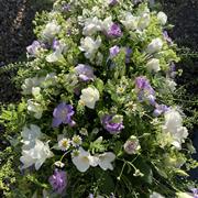 Casket Spray Freesia 