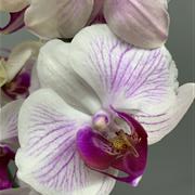 Multi stemmed lilac Orchid 