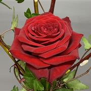 Single Red Rose added