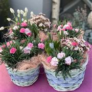 Pink Planted Basket 