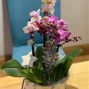 Butterfly Orchid Candle Gift Set