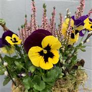 Winter outdoor plant pot