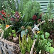 Vintage Planted Basket