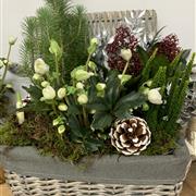 Luxury Plant Hamper