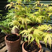 Acer Tree in natural pot