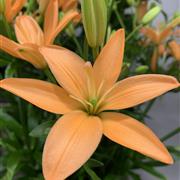 Lily bouquet mixed colours