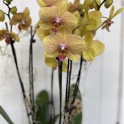 Gold Butterfly Orchid