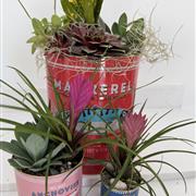 Planted Kitchen Tins