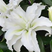 Rose Lily Bouquet 