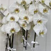 Sensational White Orchid Plant