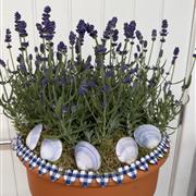 Lavender Planter