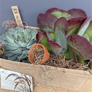Succulent Natural Trug