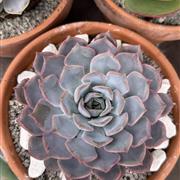 Large Succulent Duo
