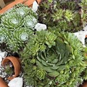 Large Indoor Rock Garden