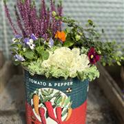 Large Planted Can Can 
