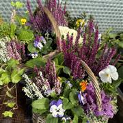 Seasonal Planted Basket