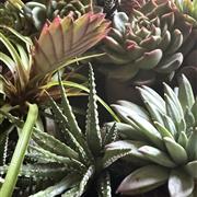  Succulent Planted Bowl