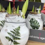 Amaryllis Bulb Gift Set
