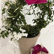 Scented Jasmine plant and candle set